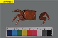 藏品(褶痕擬相手蟹)的圖片